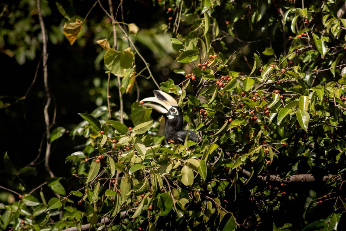 Hornbill in Malaysia