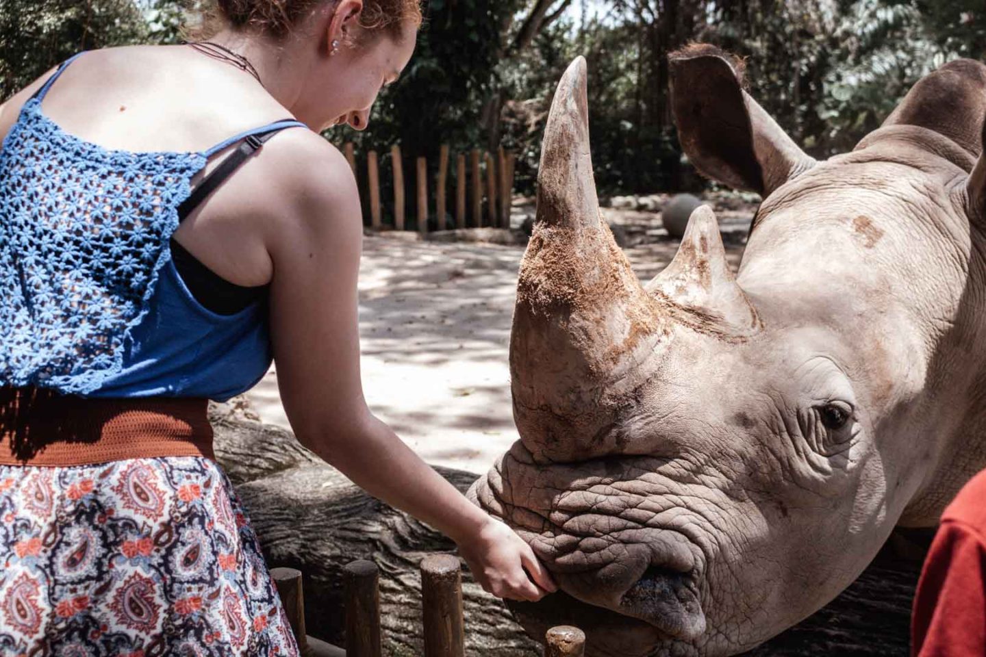 Feeding rhinos at Singapore Zoo