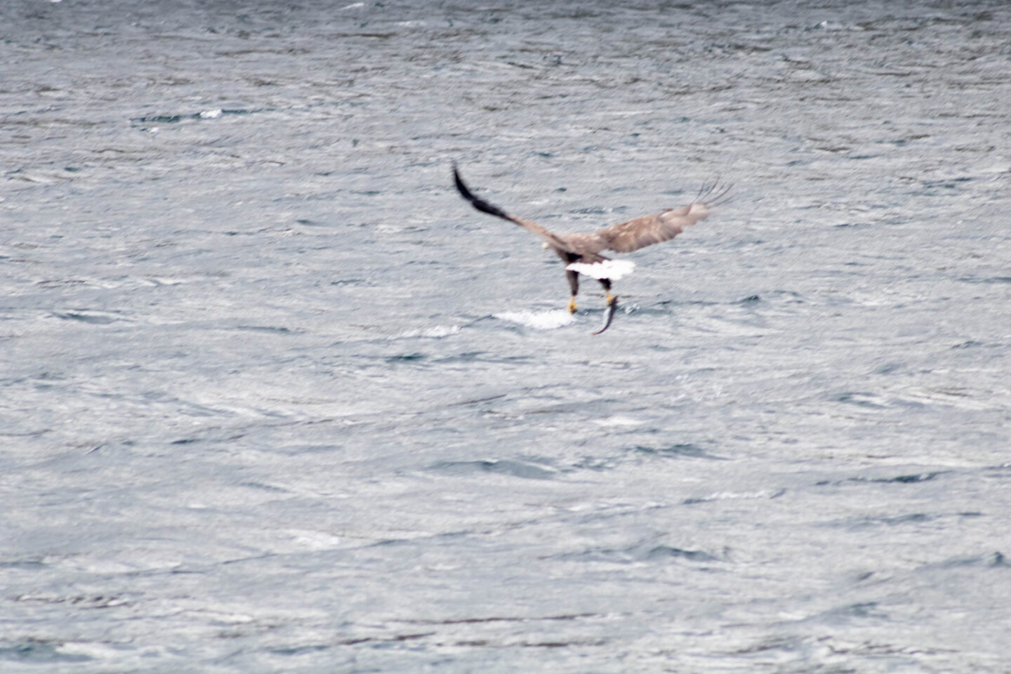 Sea eagle, the Sound of Raasay