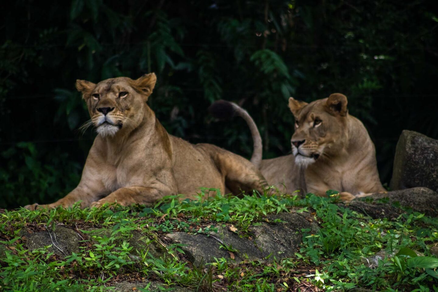 Lionesses at Singapore Zoo