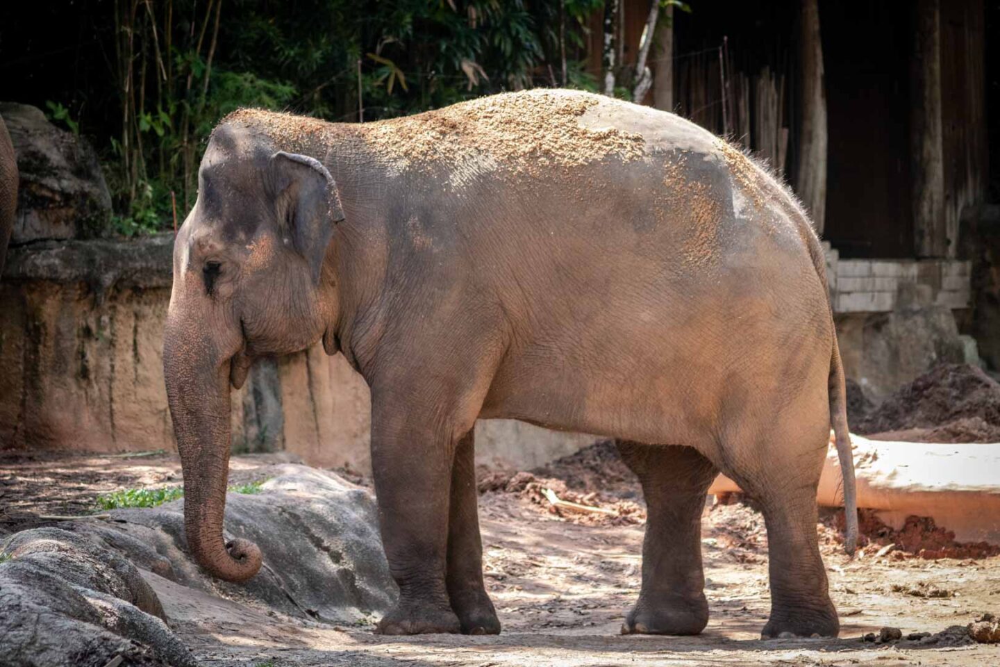 Asian elephant, visiting Singapore Zoo