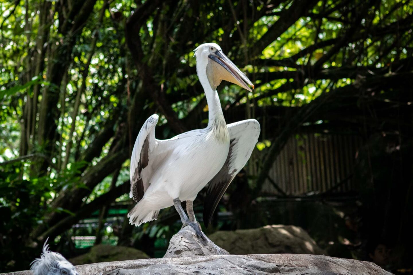 Bird Paradise, Singapore 