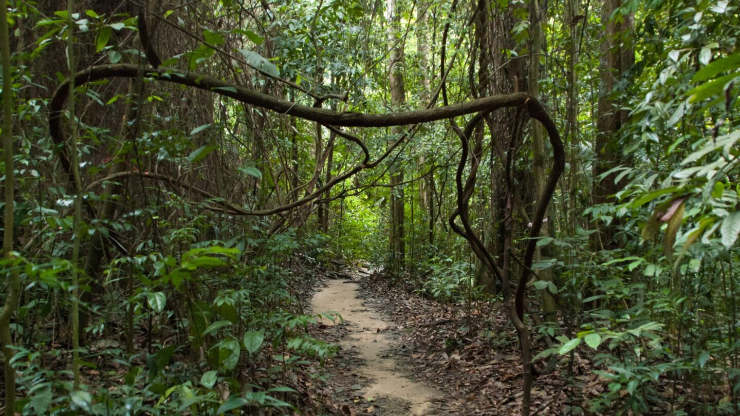 Singapore, Bukit Timah Nature Reserve