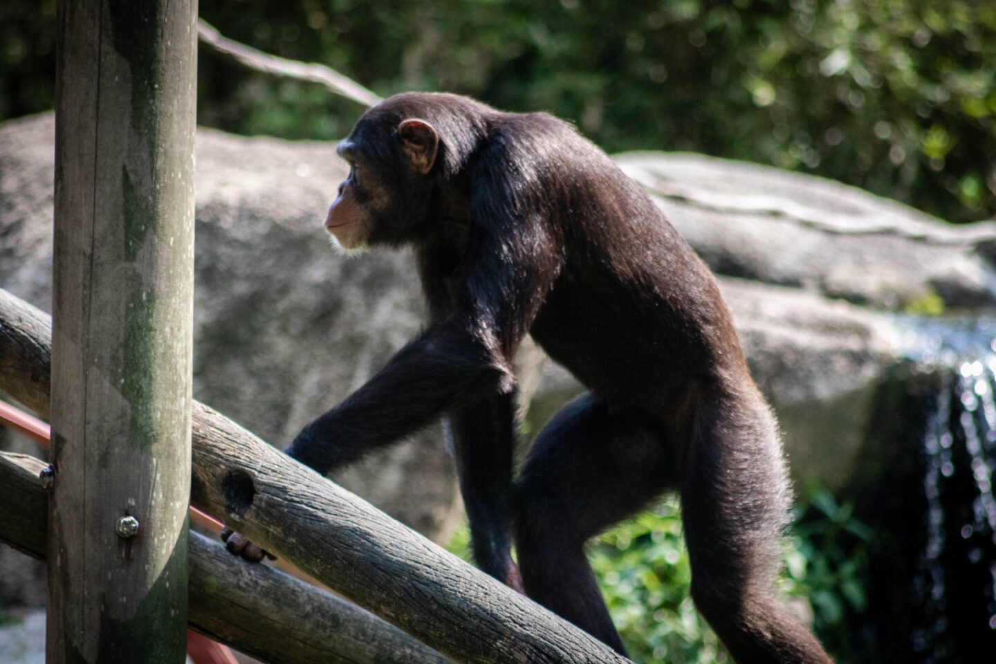 Singapore Zoo, chimpanzee