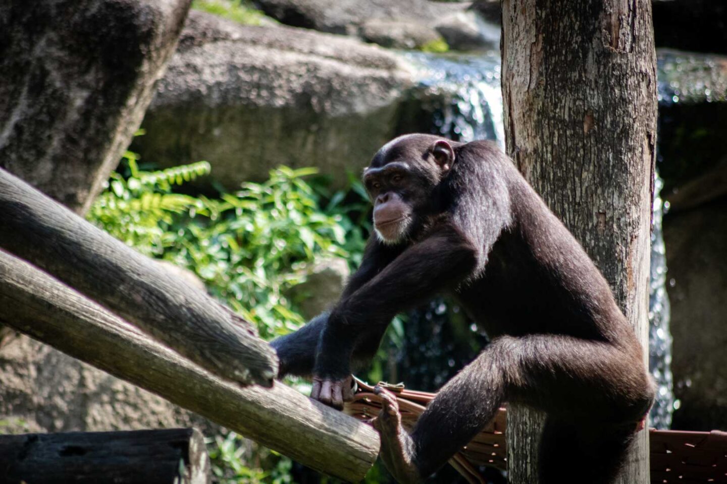 Chimpanzee, Singapore Zoo guide