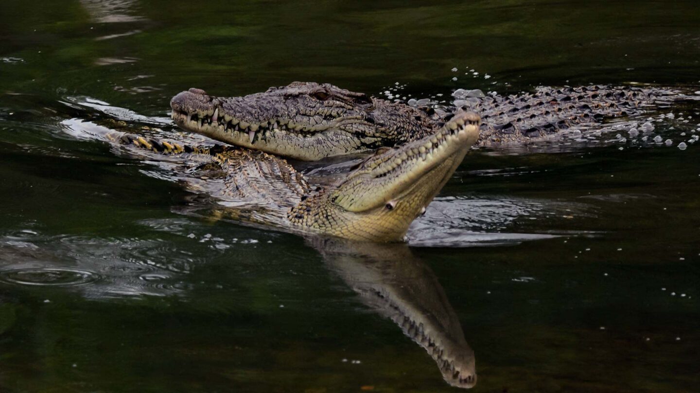 Crocodiles in Singapore