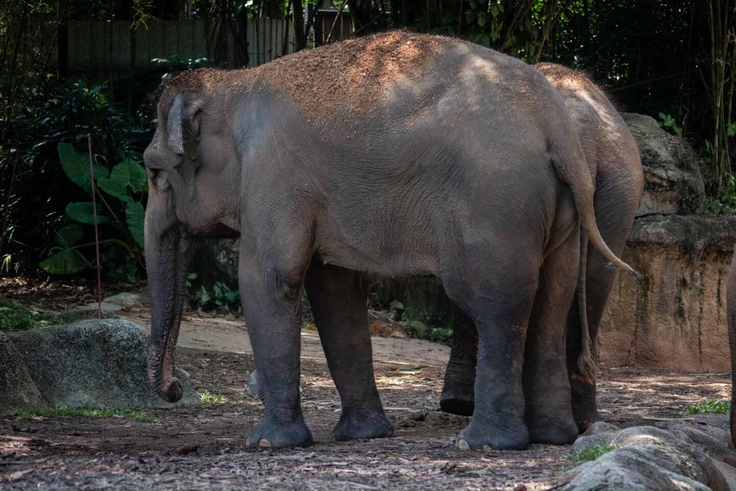 elephants of Asia, Singapore Zoo