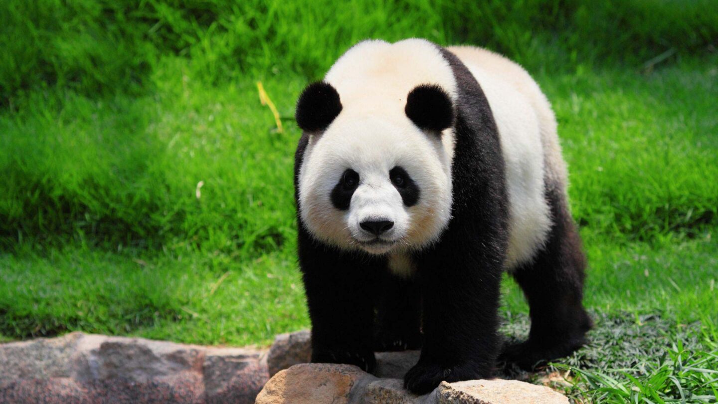 Giant panda in Asia