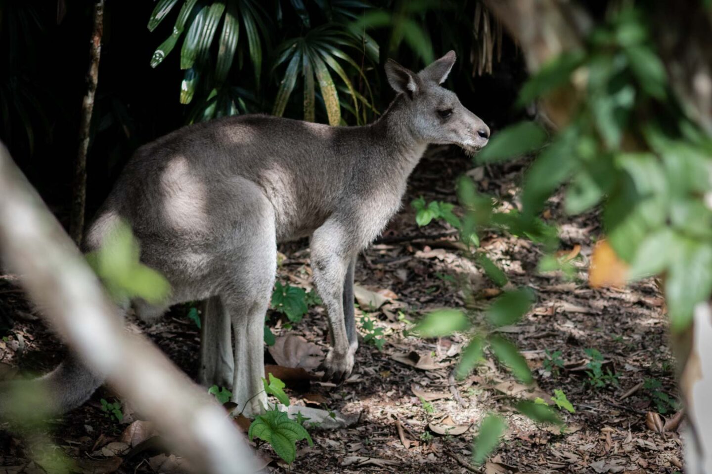Kangaroo at Singapore Zoo