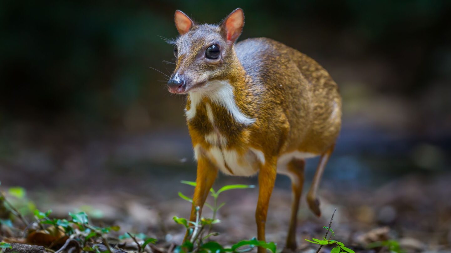 Lesser mouse deer in Singapore