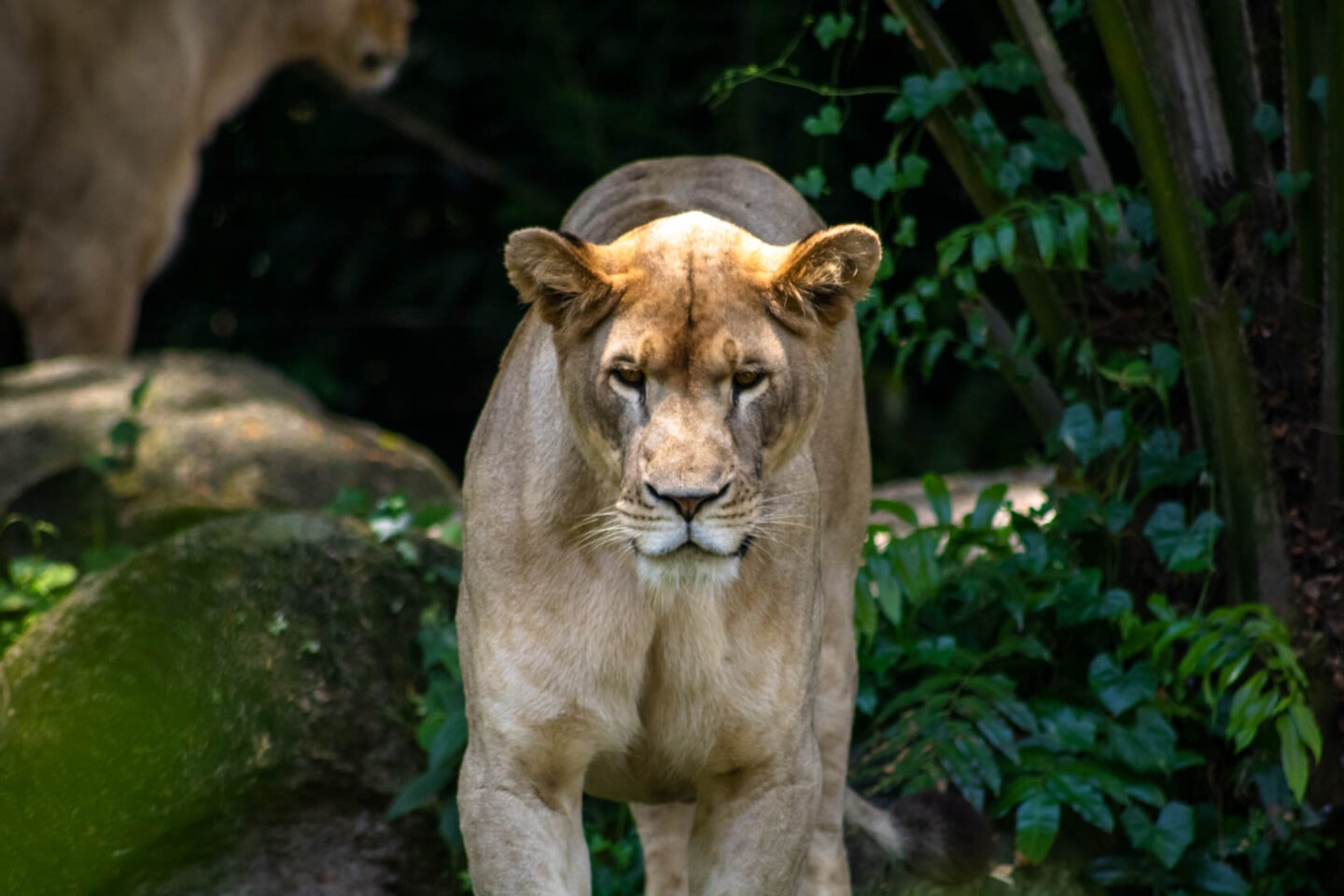Lioness at Singapore Zoo