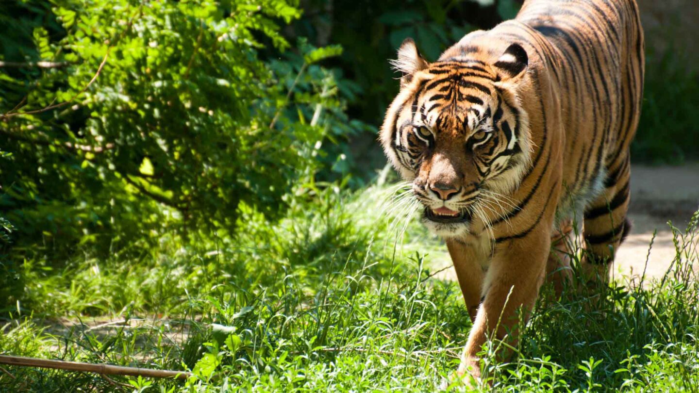 Malayan Tiger at Singapore Zoo