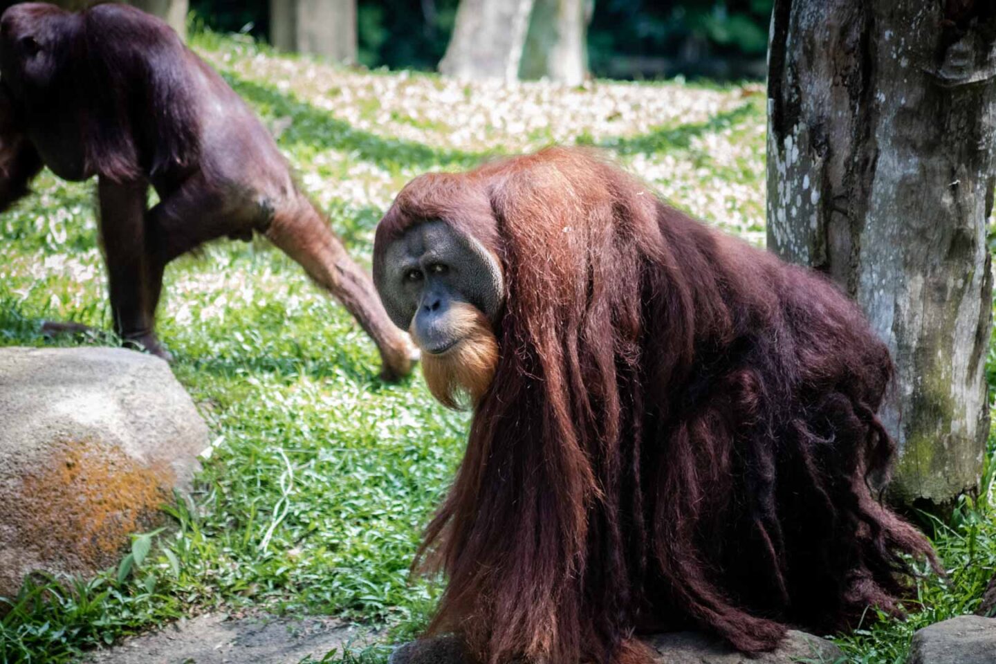 Bornean Orangutan, Singapore Zoo guide