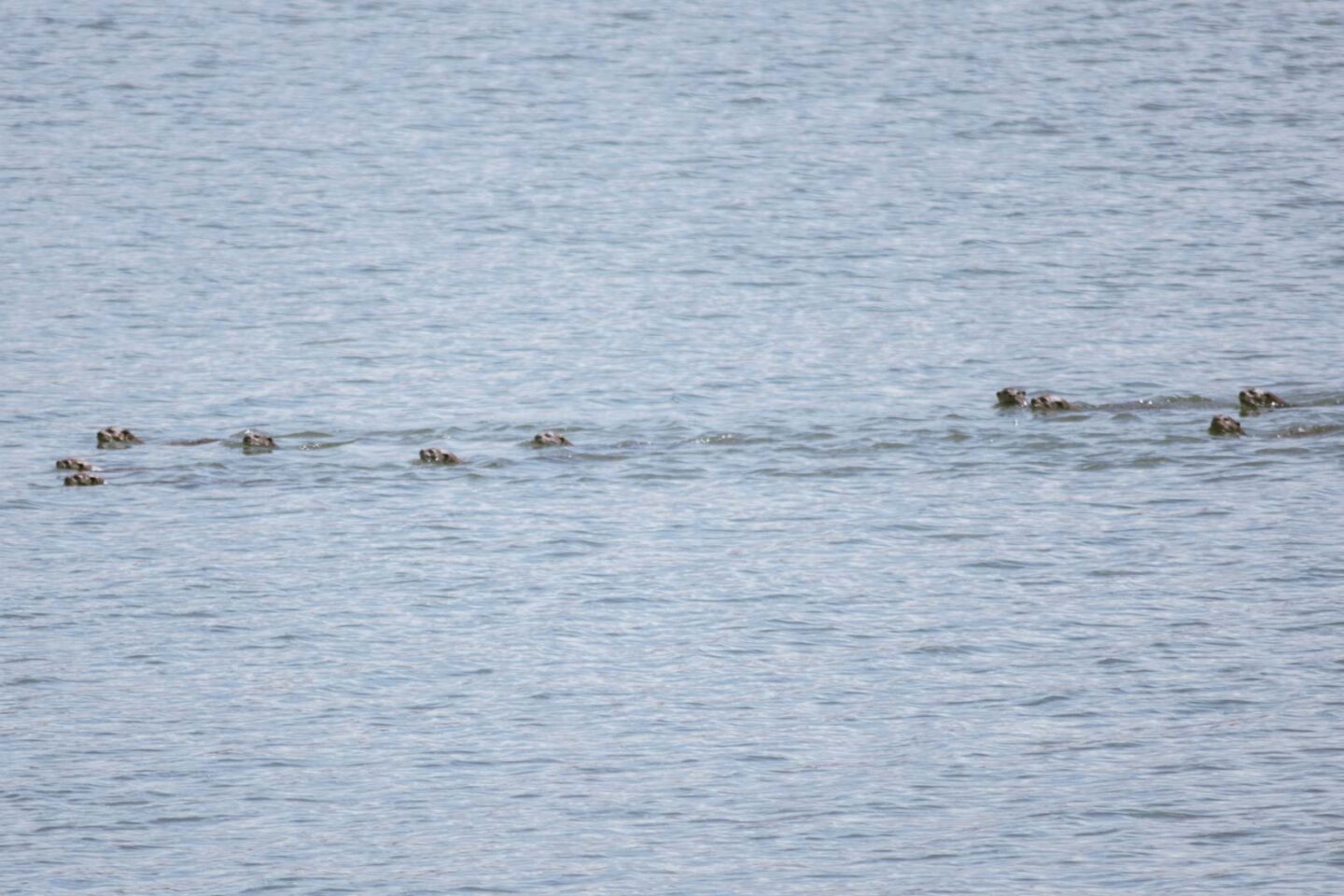 Bishan otter family in Singapore