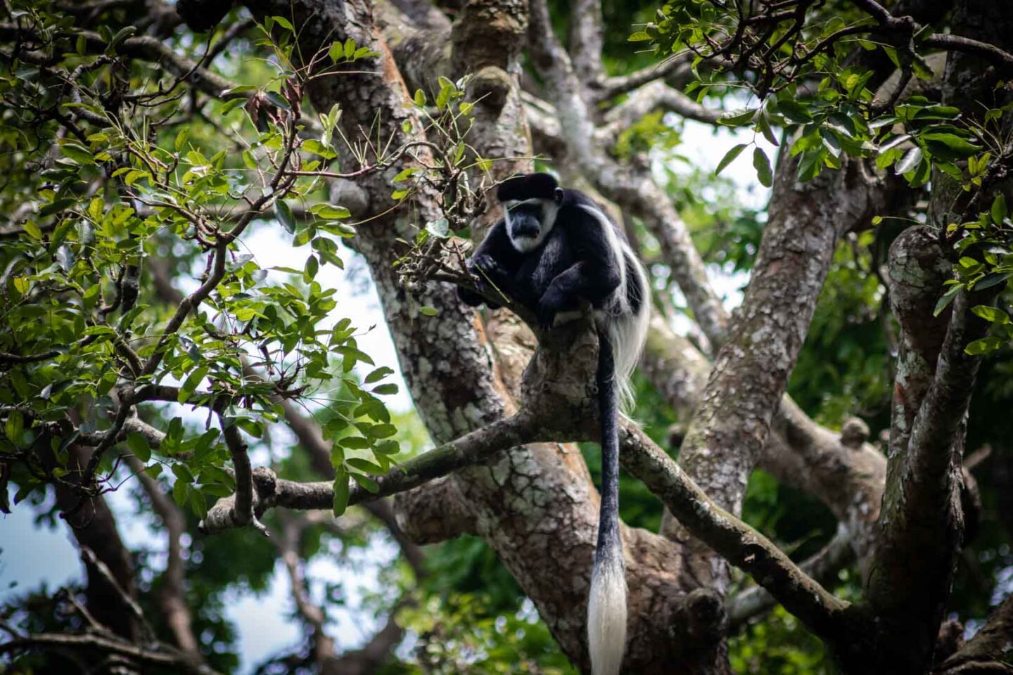Primate Kingdom in Singapore Zoo