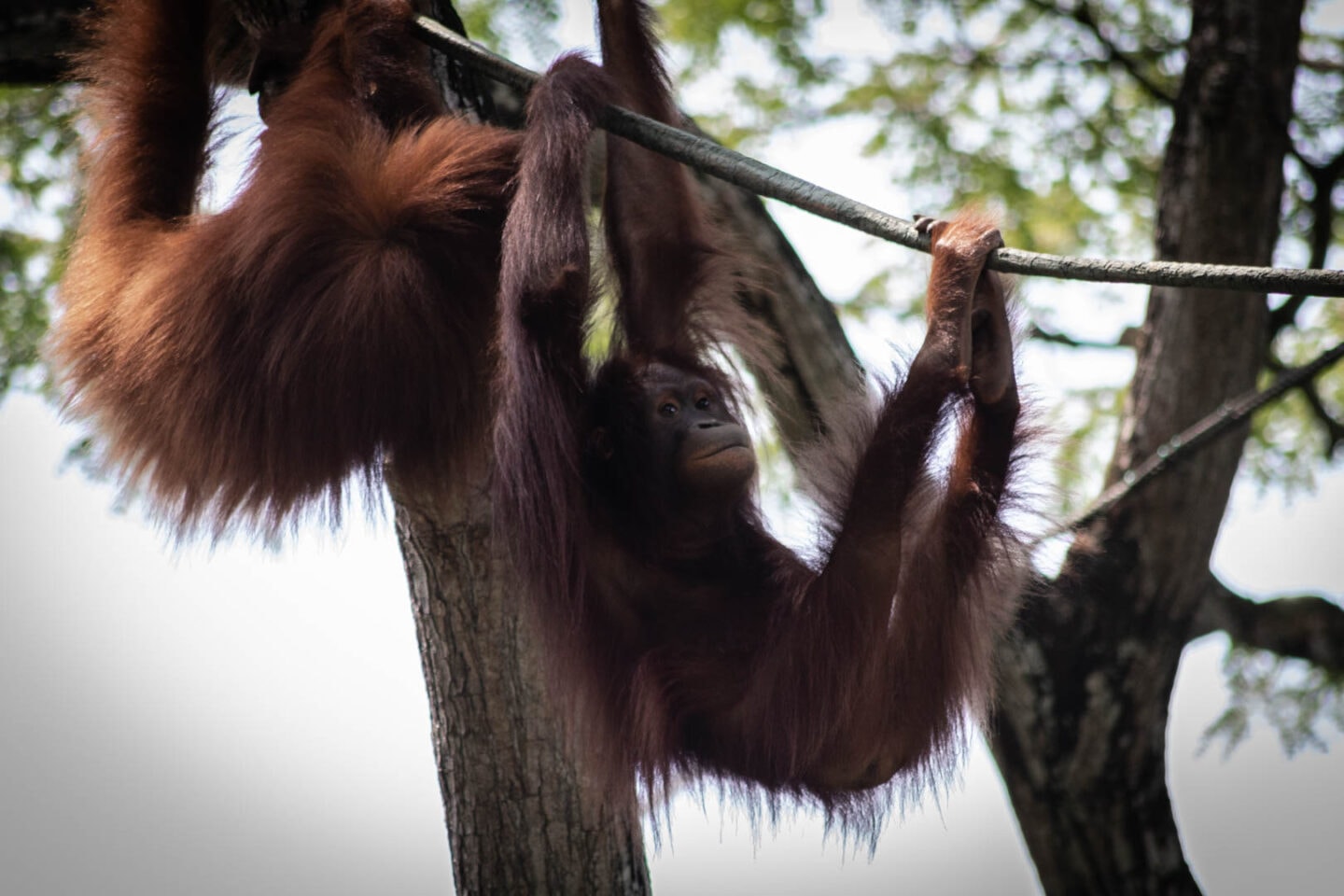 Singapore Zoo breakfast with orangutans