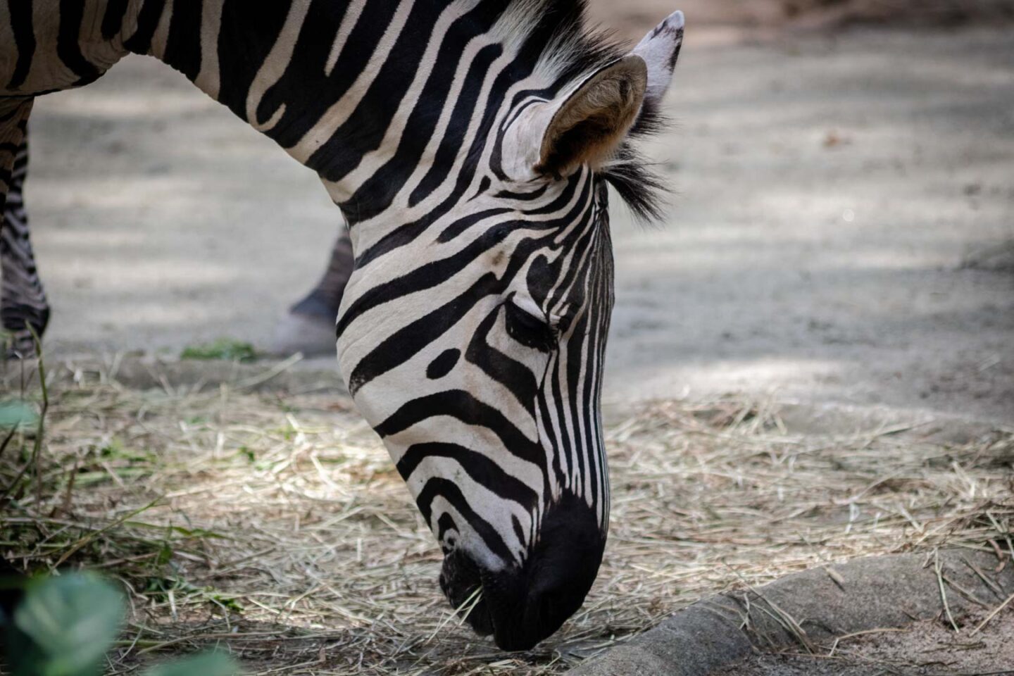Zebra, Singapore Zoo guide