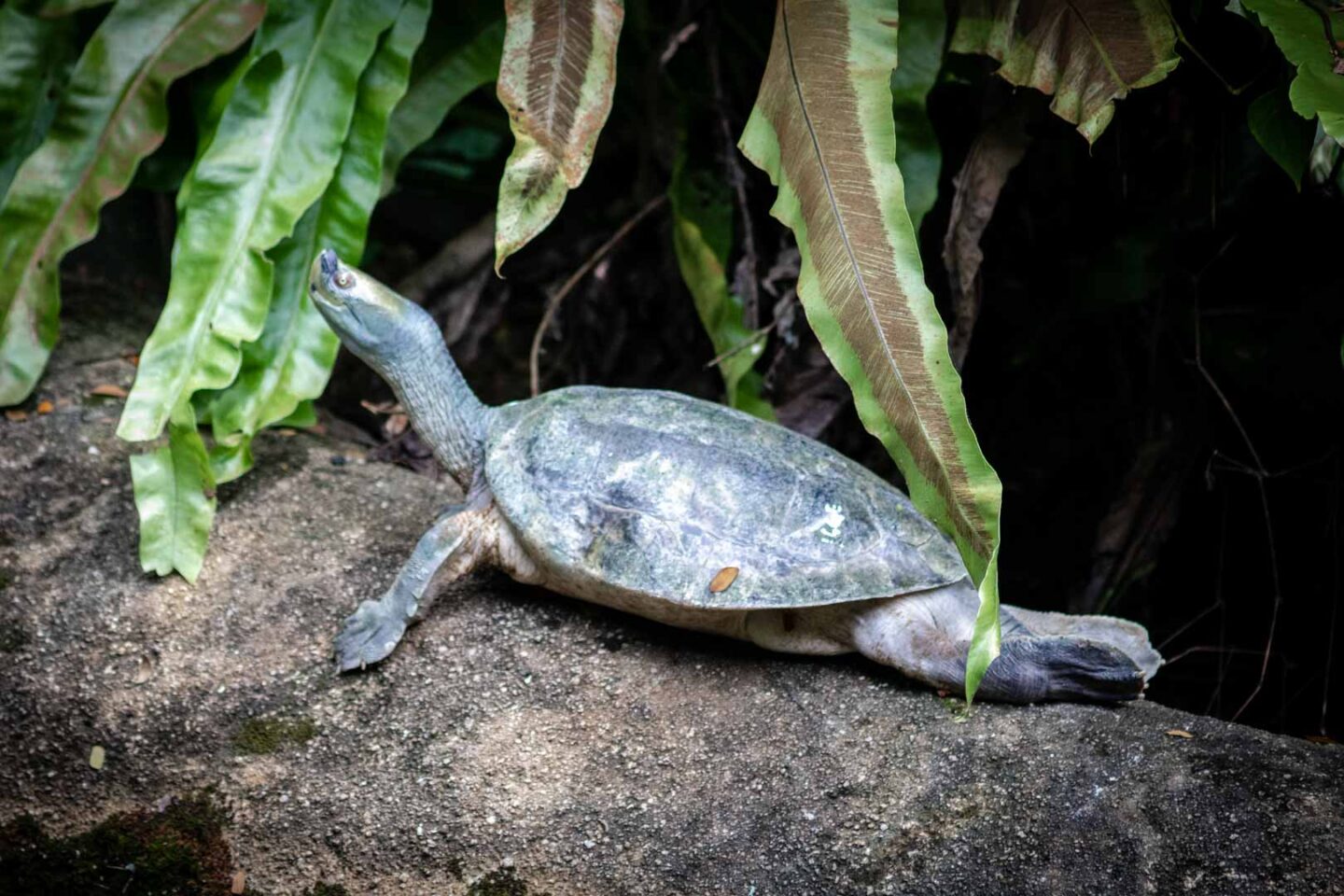Tortoise Shell-ter, Singapore Zoo