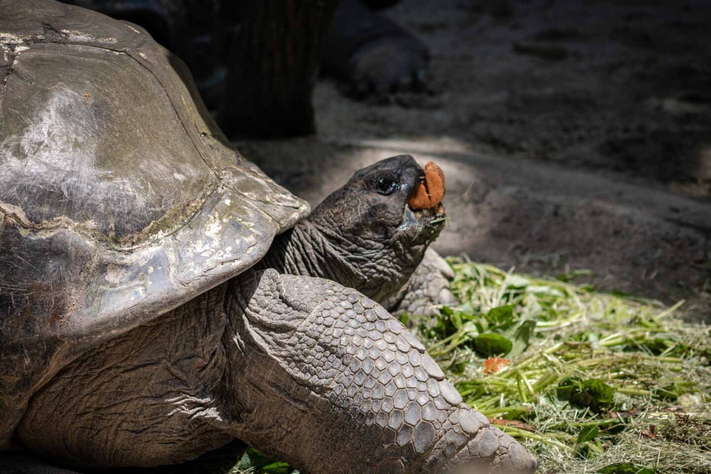 Giant tortoise feeding
