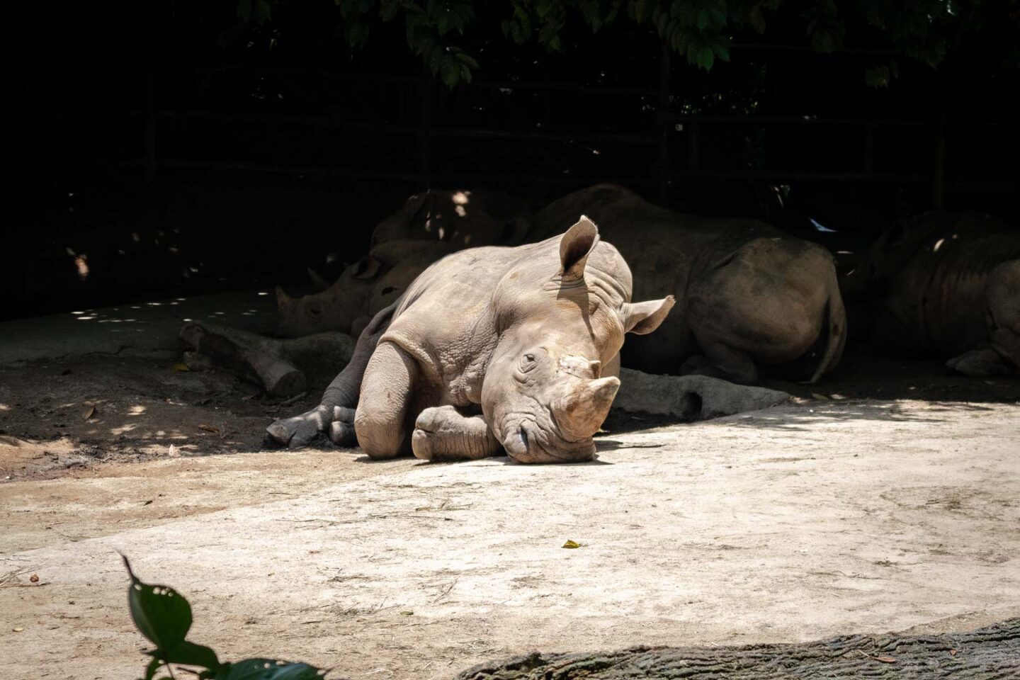 White rhinoceros in Singapore Zoo