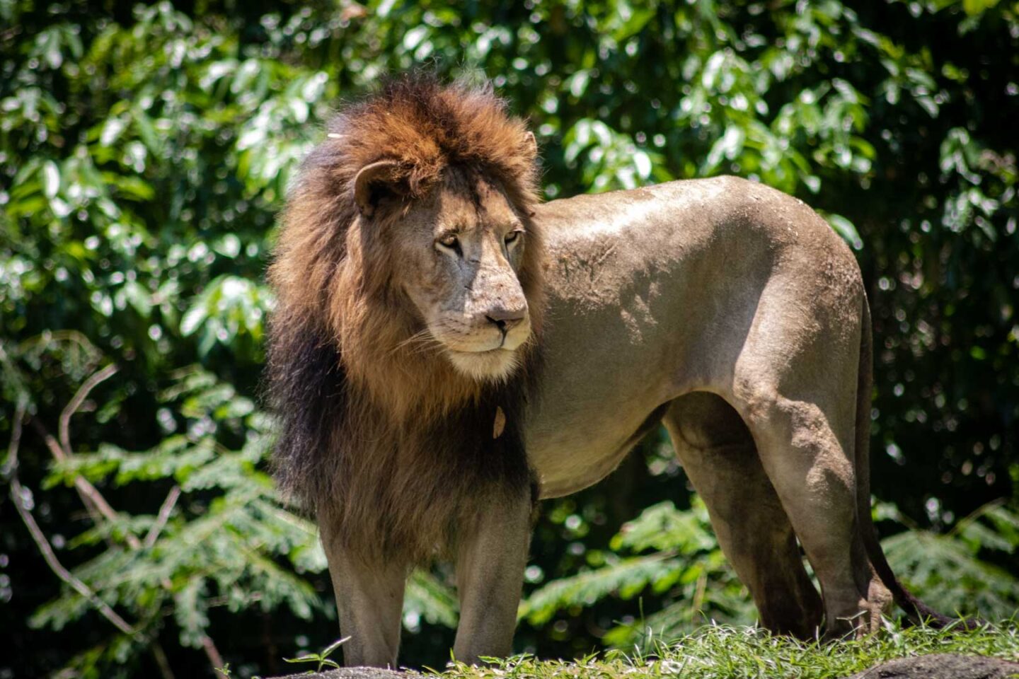 African lion in Singapore Zoo