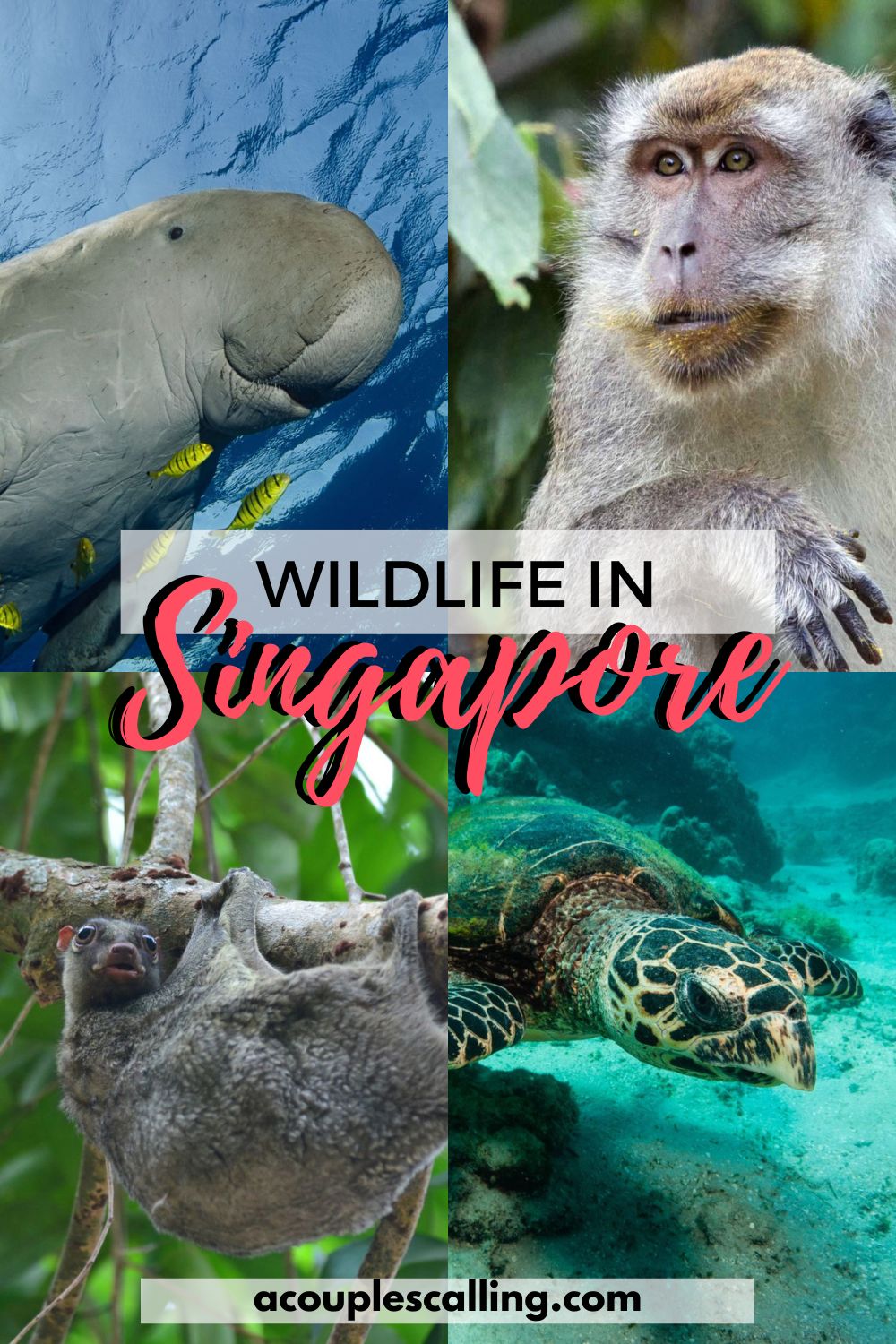 Animals you can see in Singapore