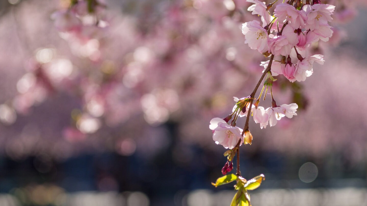Kungsträdgården cherry blossom, Stockholm