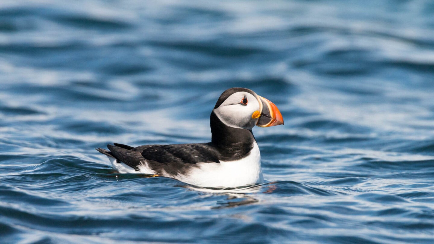 puffin on the sea