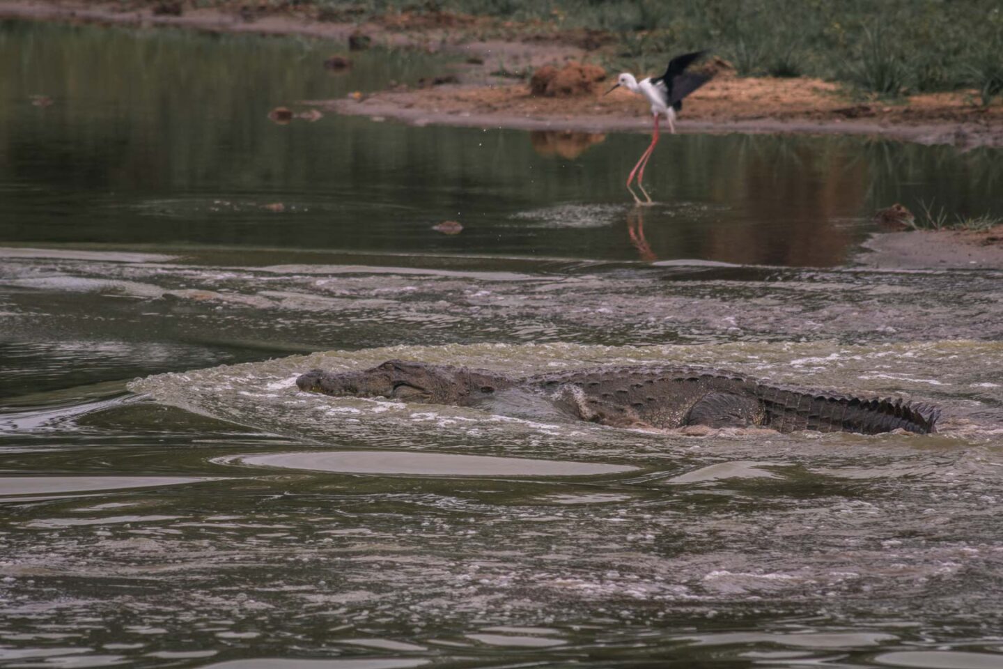 Crocodile in Udawalawe National Park
