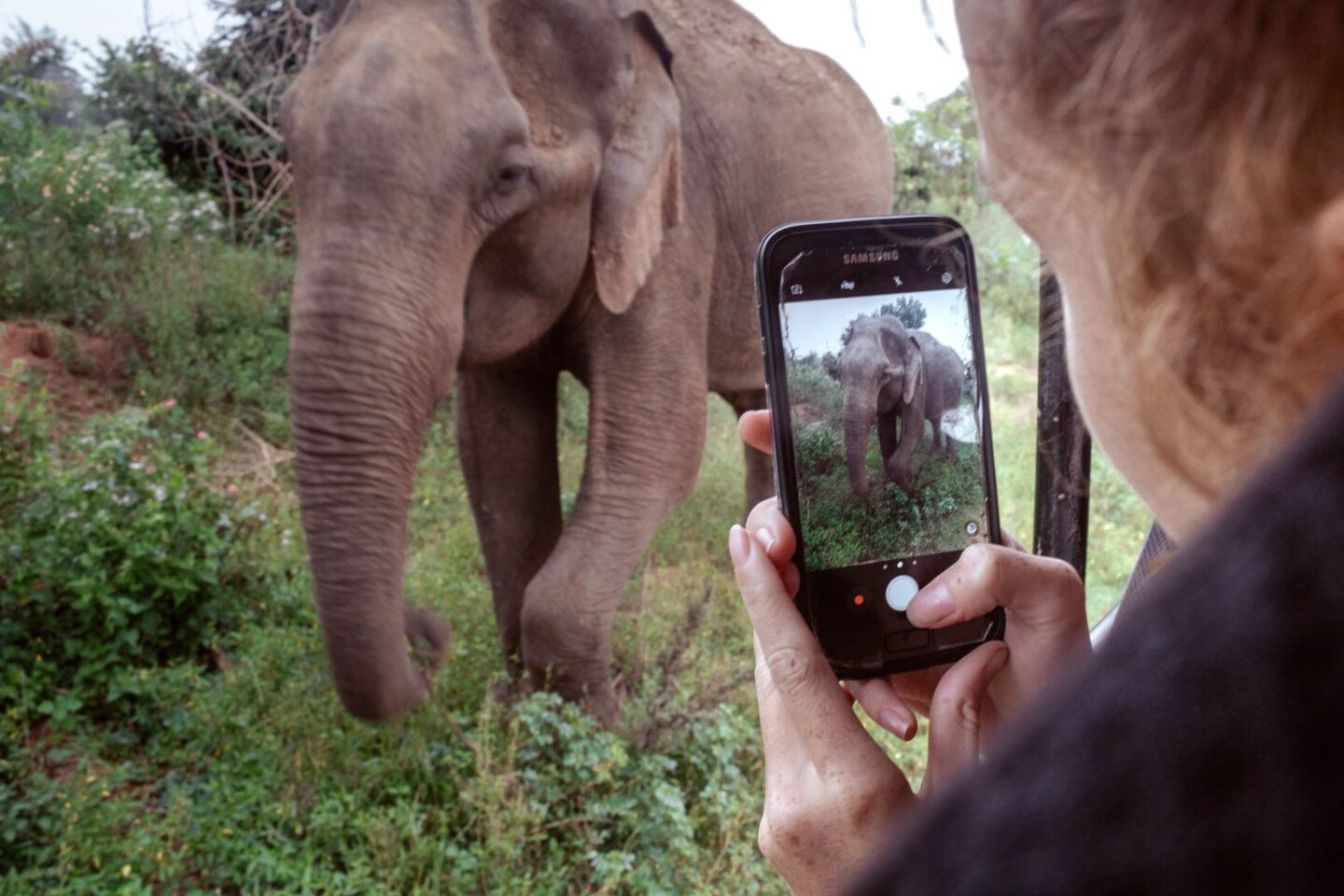 Elephant at Udawalawe National Park