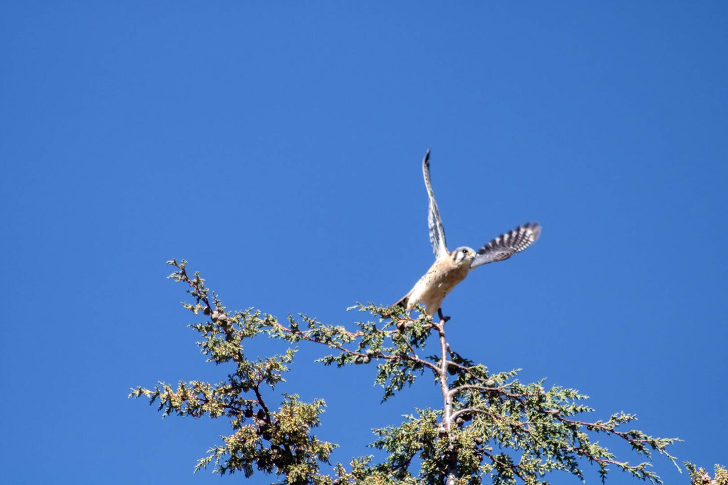Hawk flying in the sky