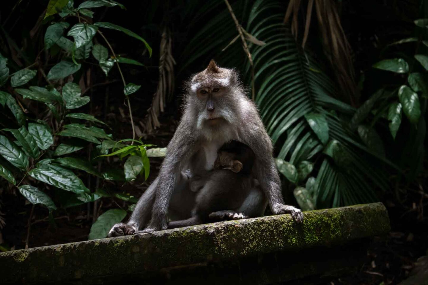 Monkey in Ubud Monkey Forest