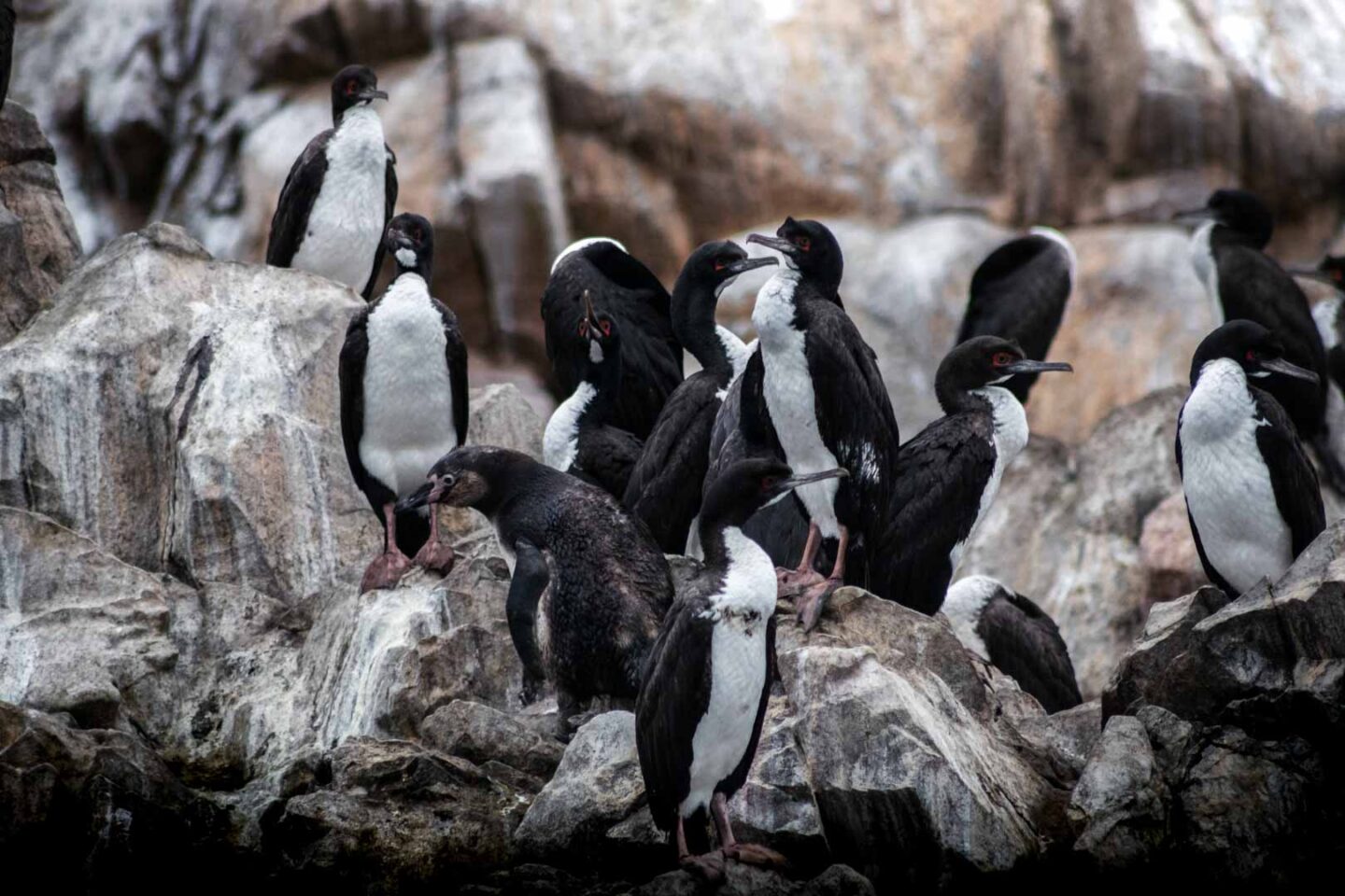 Humboldt Penguin - Ballestas Island Tours