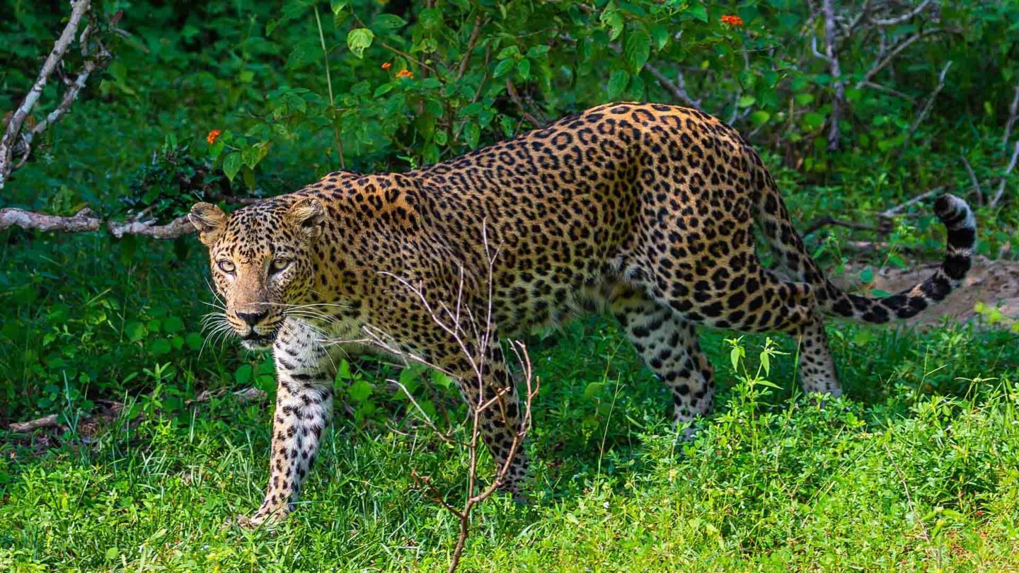 Leopard at Yala National Park, things to do in Ella
