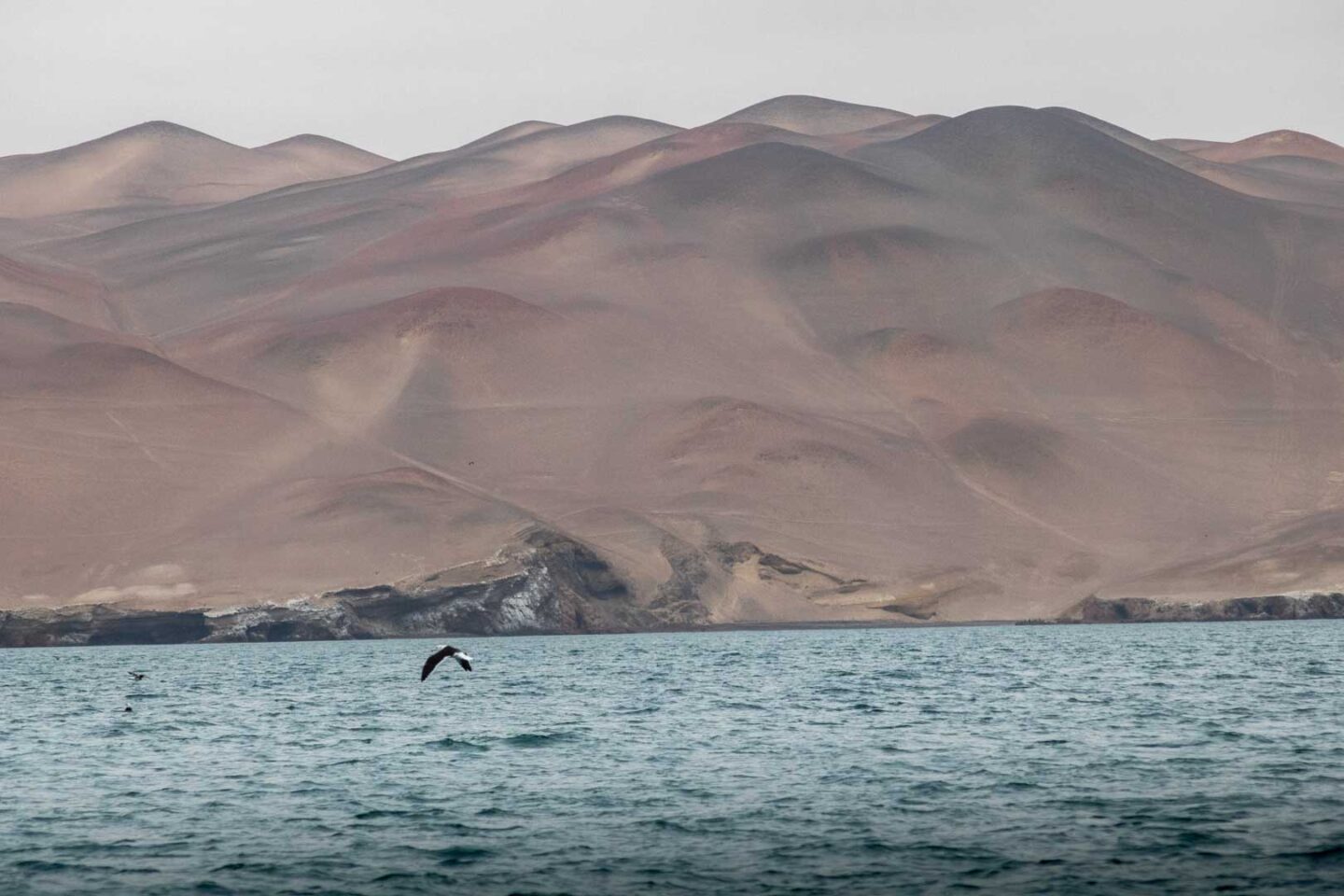 Paracas National Reserve, things to do in Peru