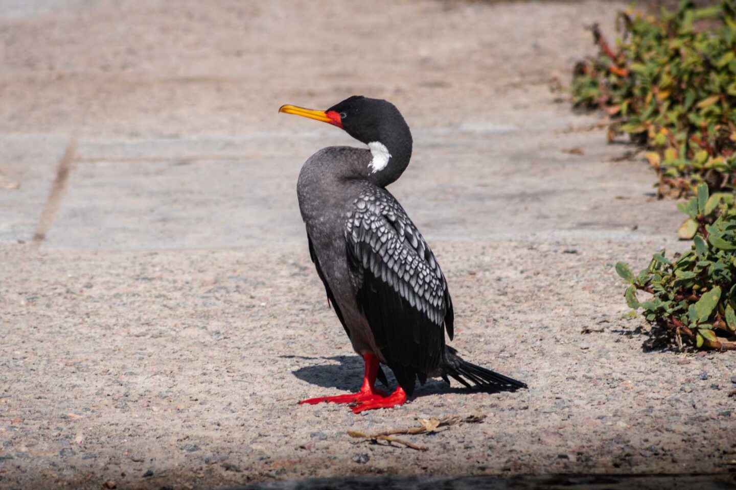 Red-legged Cormorant in Paracas, Ballestas Island tours