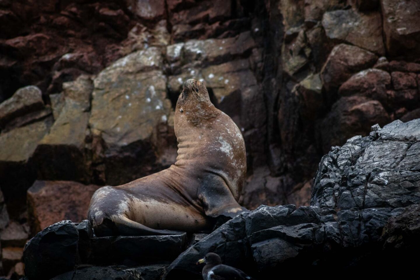 Sea Lion Ballestas Islands, Peru