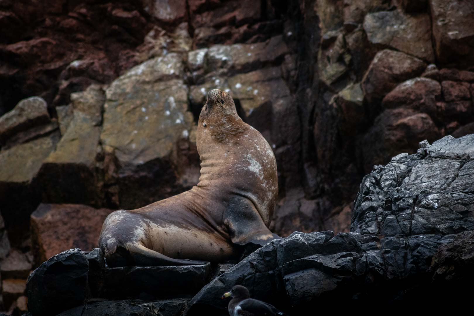 sea lion on the Ballestas Islands in Peru