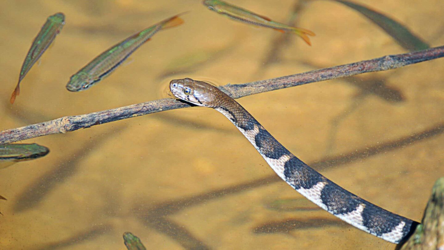 Water snake at Weligama Snake Farm