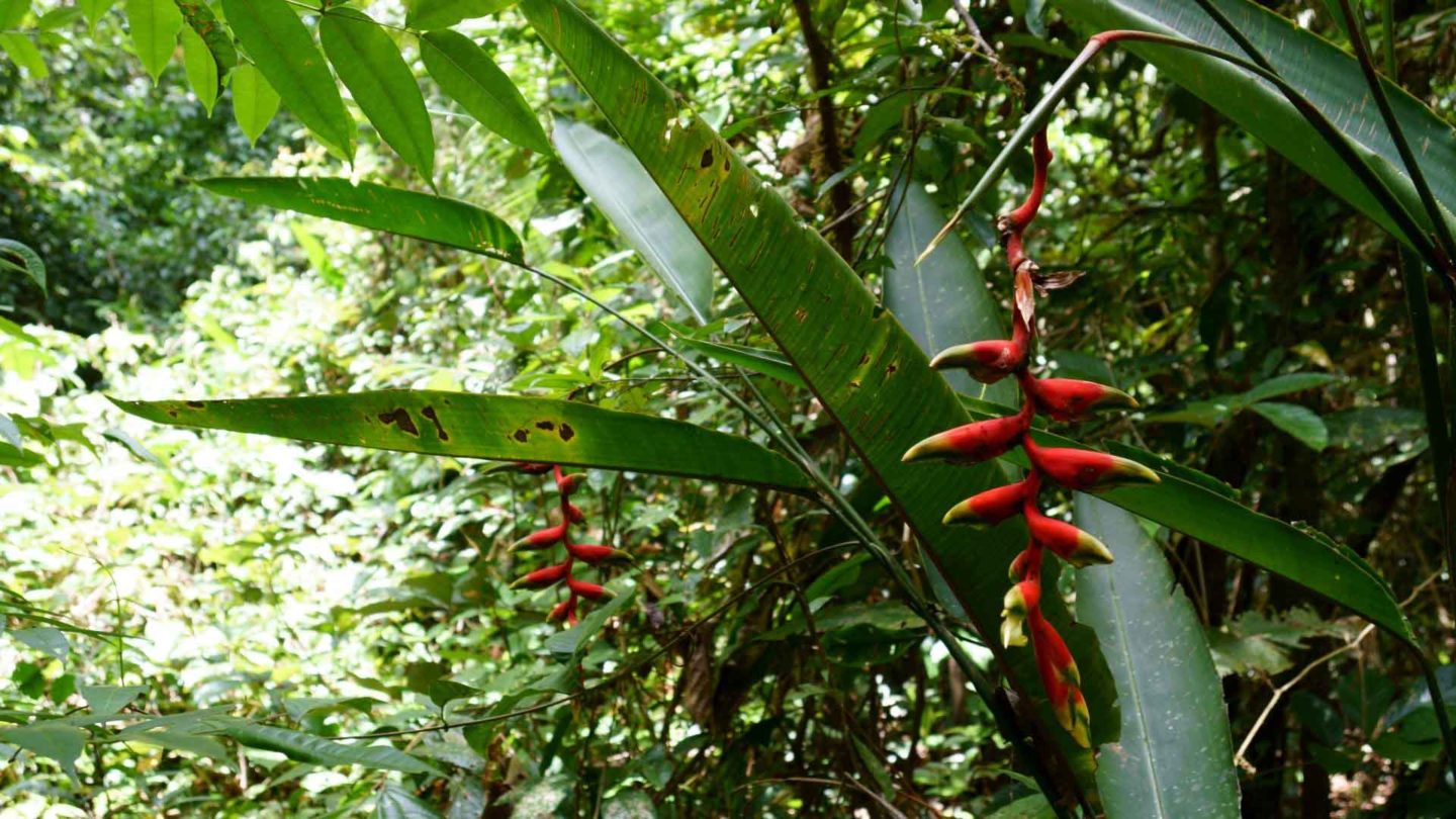 Plants in the Amazon Rainforest, Peru