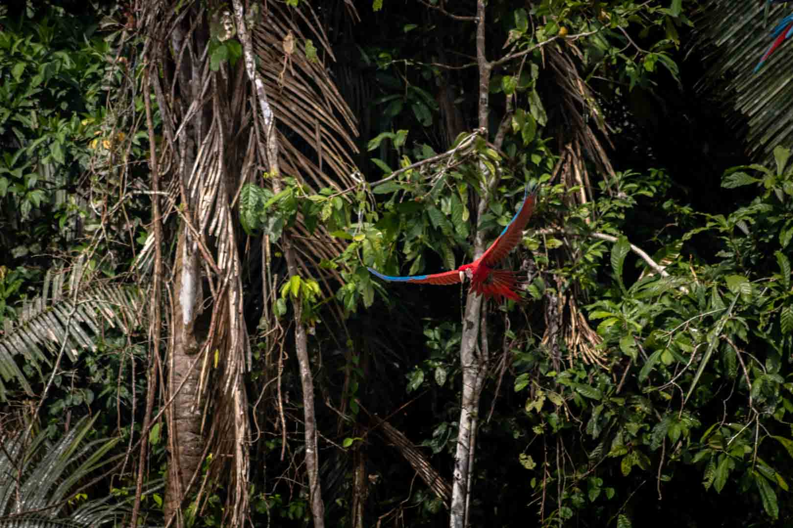 Macaw in Tambopata National Reserve