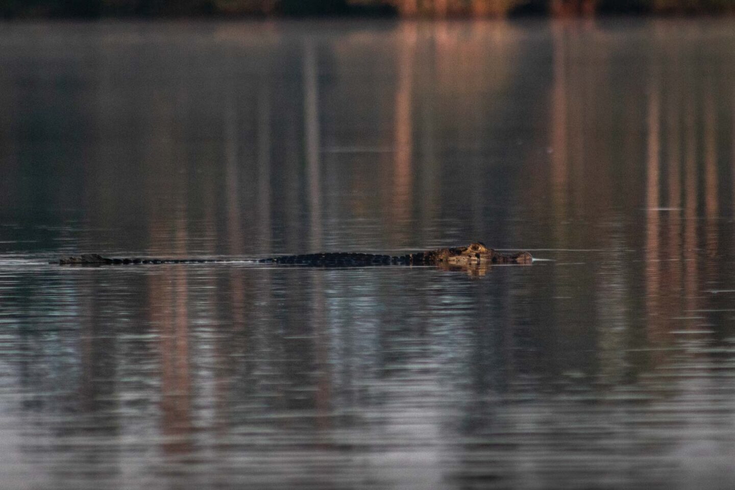 Caiman in the Amazon River