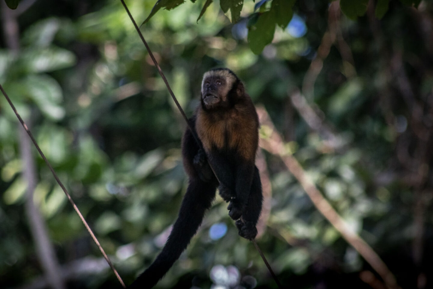 Capuchin monkey in the Amazon Rainforest