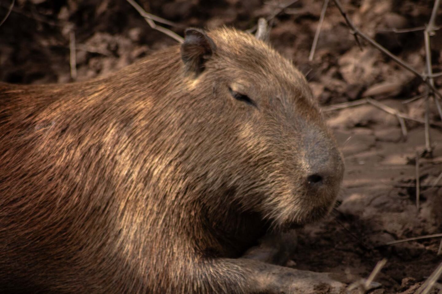 Capybara in Tambopata National Reserve