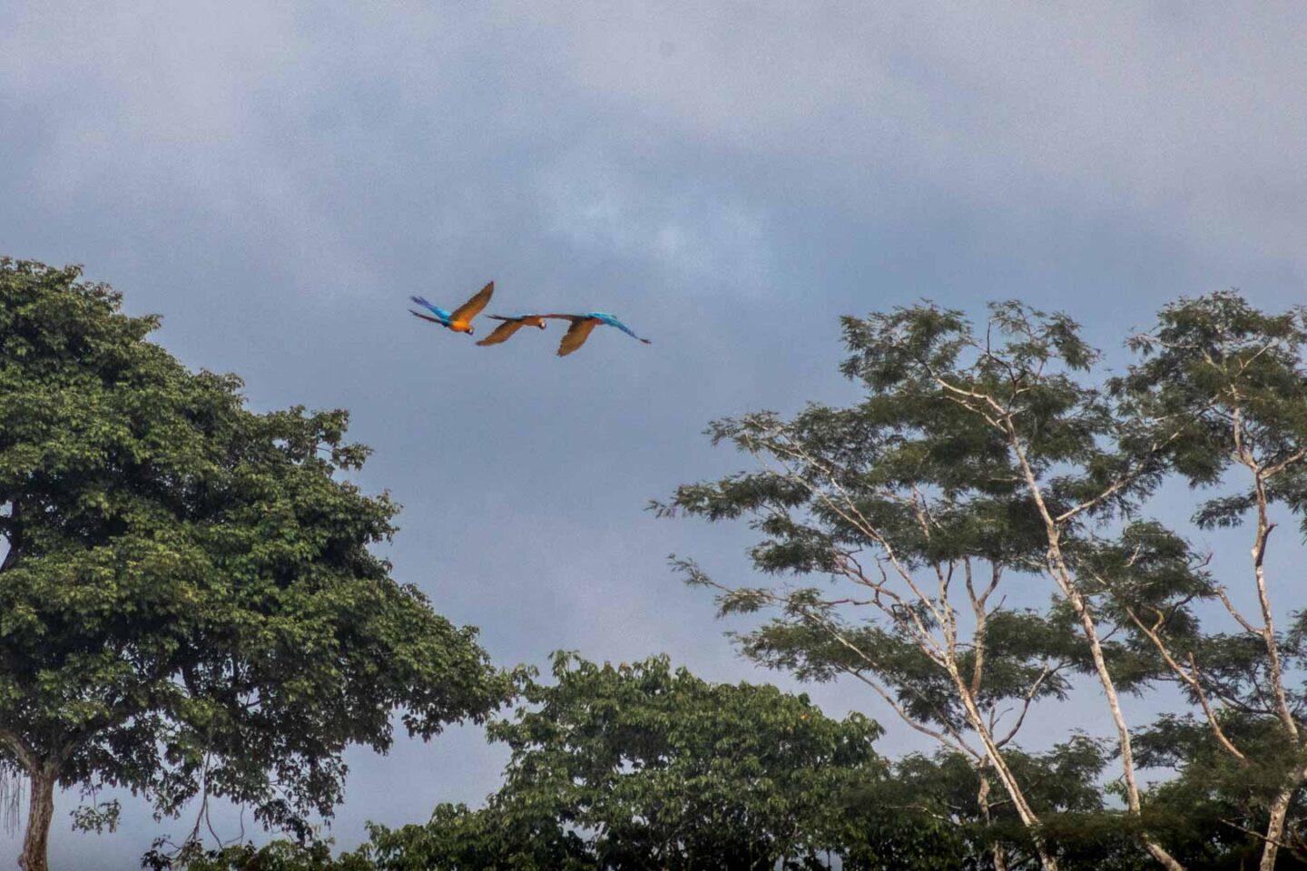 Blue macaws in Tambopata National Reserve