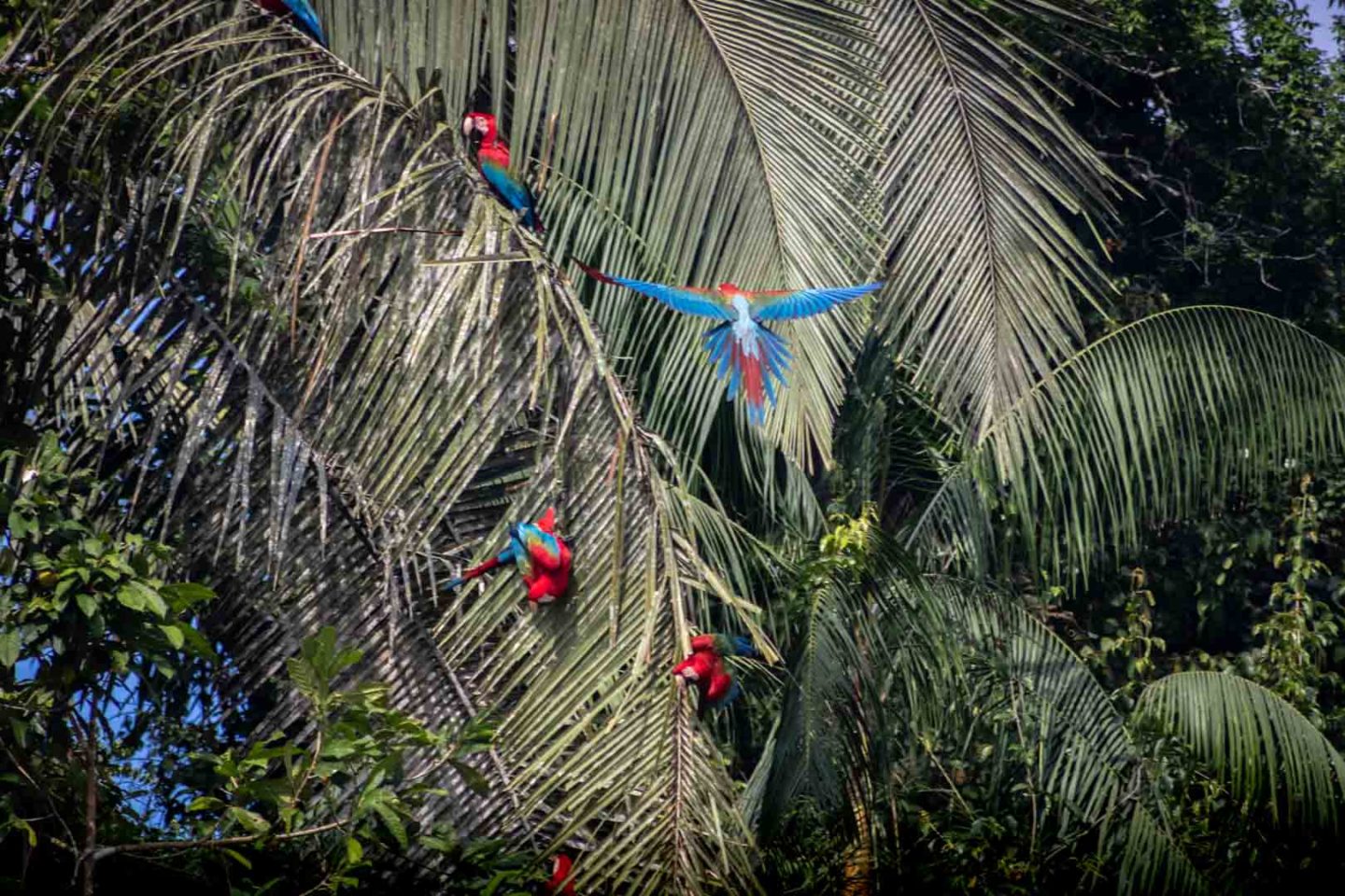 Macaws at a clay lick in Tambopata National Reserve, Peru
