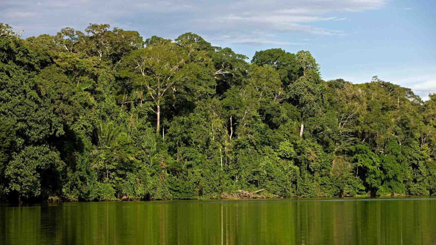Manu National Park rainforest