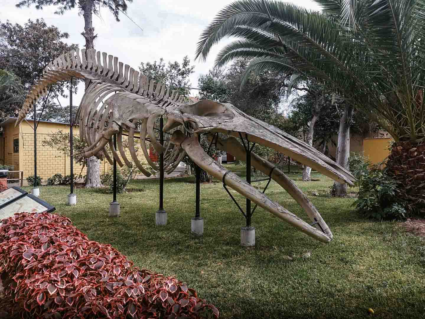 Museo de Historia Natural, Lima