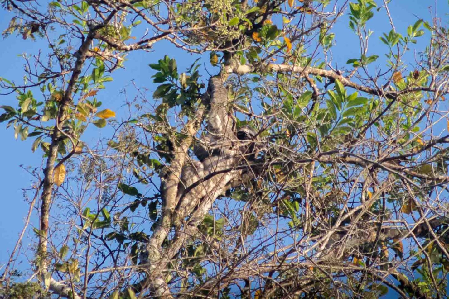Sloth in a tree at Sandoval Lake