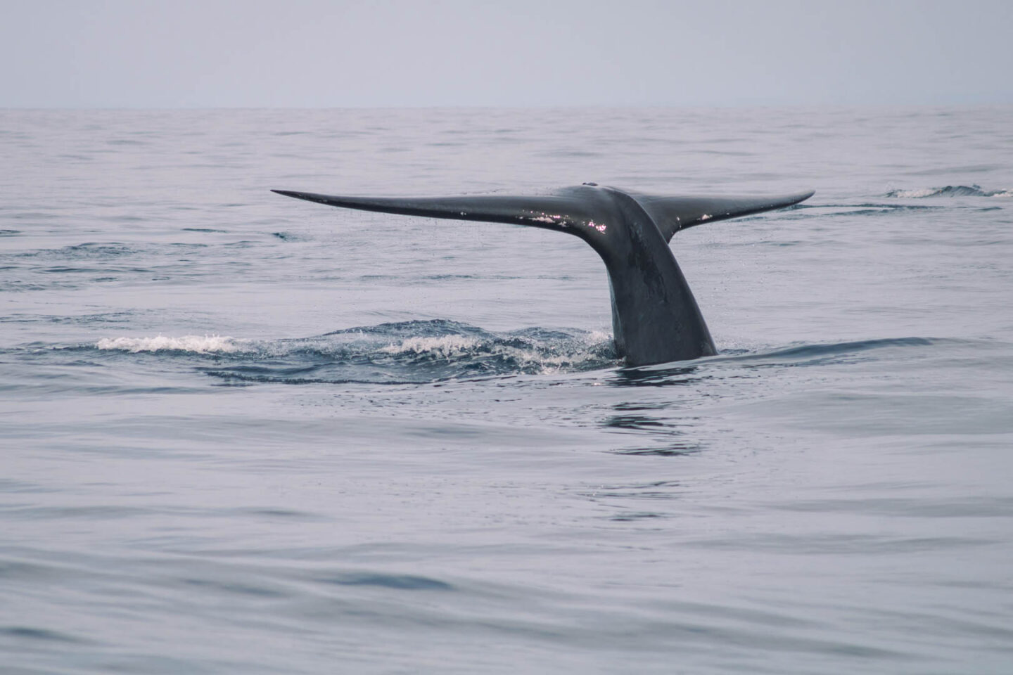 Blue Whale in Sri Lanka